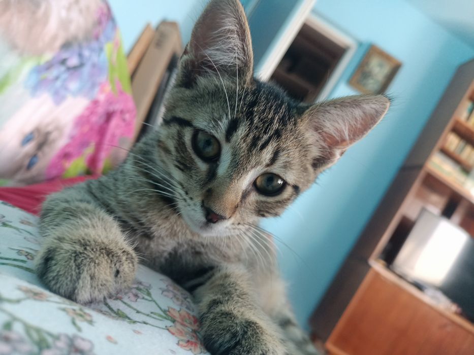 Motănel pentru adopție responsabilă