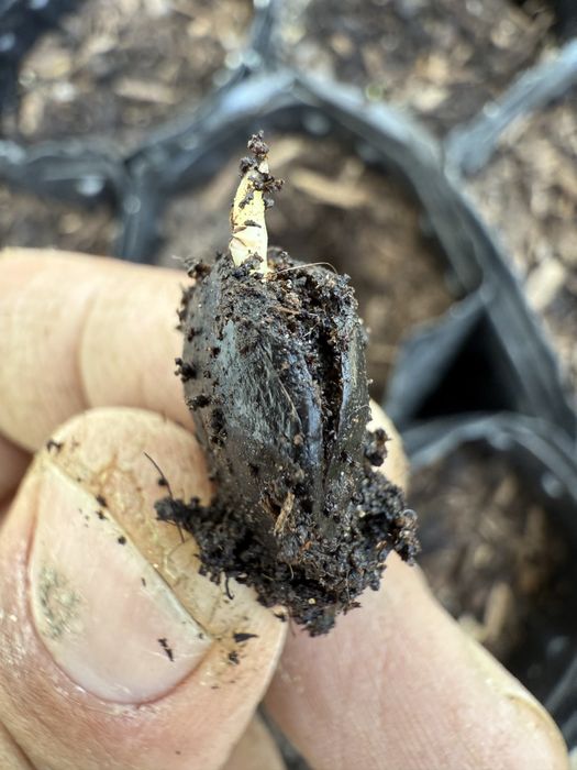 Asimina triloba, American papaw,индиански банан!