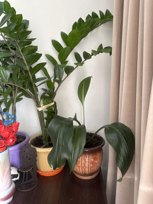 Комнатные цветы разные