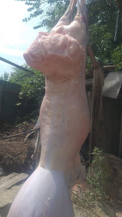 Қой,Тоқты,кой,токты