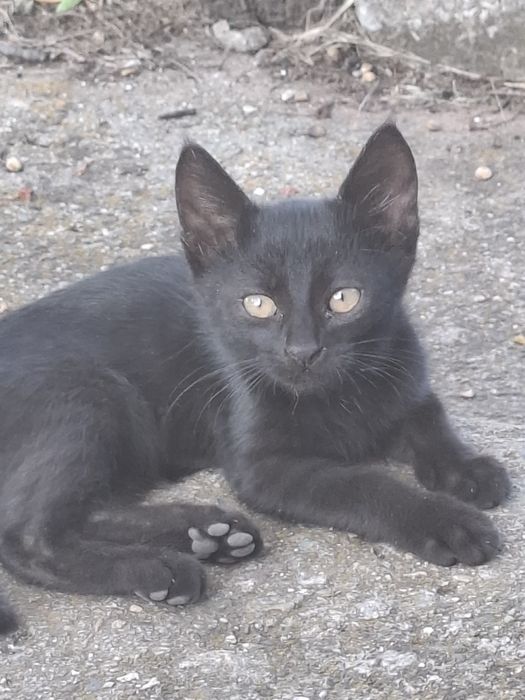 Подарявам котенца