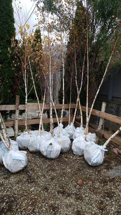 Vindem platan tei mesteacăn catalpa acer platanoides de mai multe dime