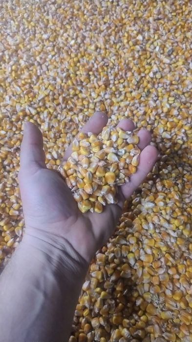 Vând porumb boabe