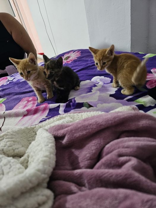 5 pisicuță isi cauta adapost
