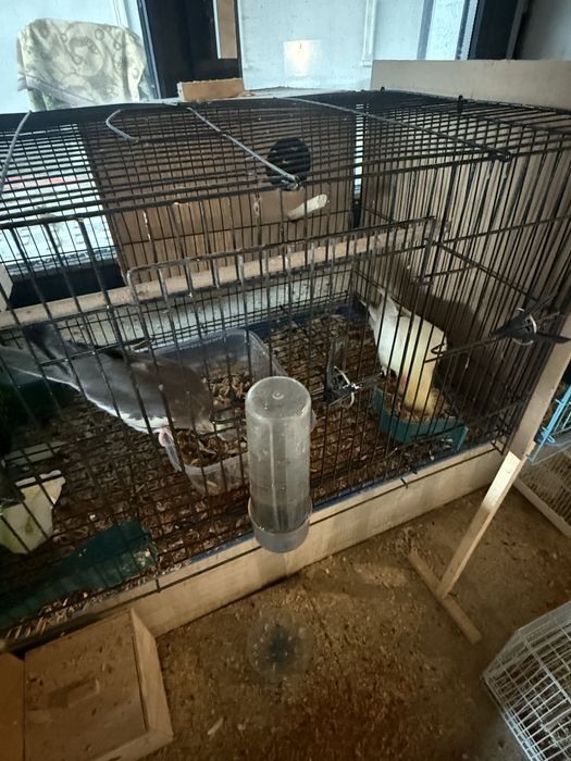 Продается попугай Карилла