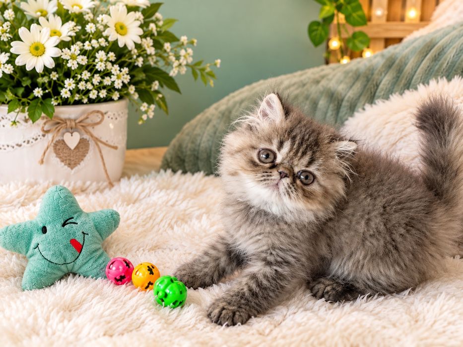 Персидские котята девочки