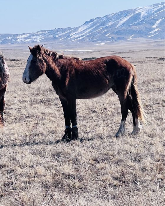 Полутяж құнан сатылады