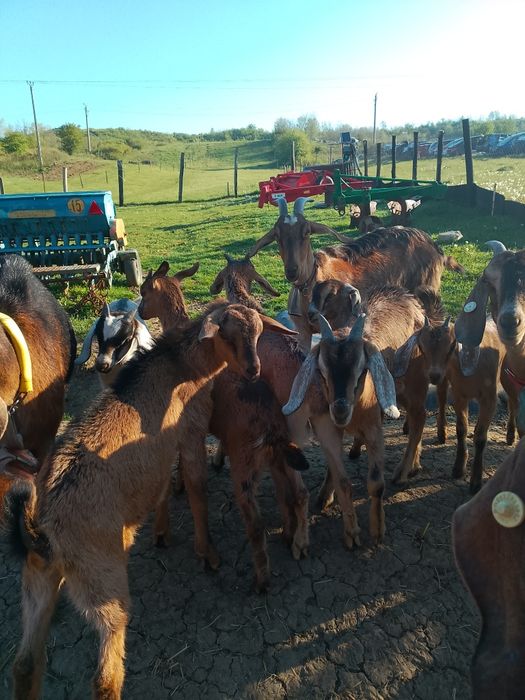 Țapi de rasă de 2 luni