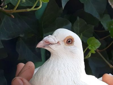 Porumbei voiajori albi de vânzare