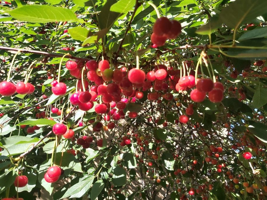 Вишня домашная 900 теңге кг вареняға кампотқа өте жақсы.