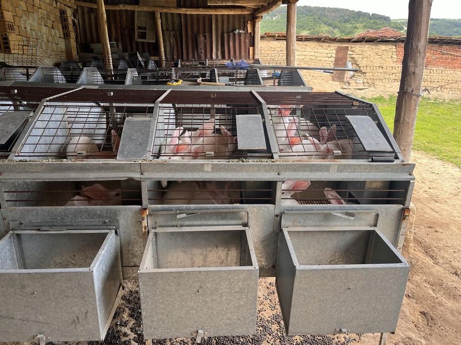 Зайци за отглеждане и месо