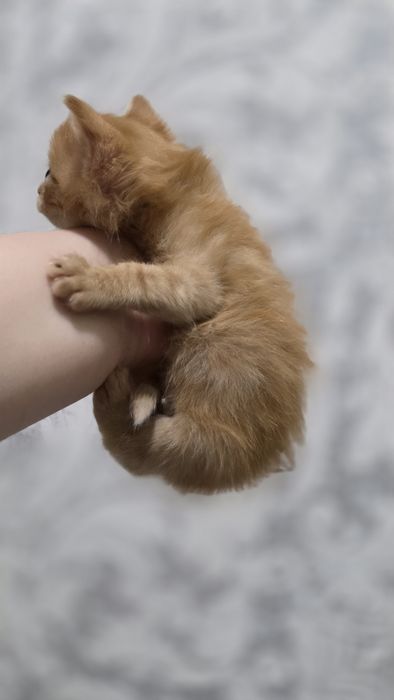 Девочка  в добрые руки