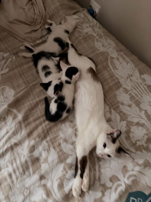 Отдам котенка мальчики