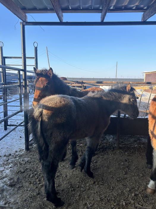 3 бас ұрғашы жабағы бірге сатылады