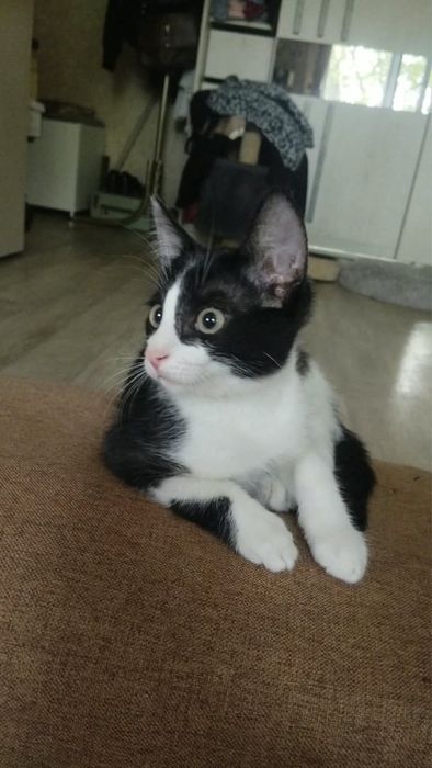 Отдам котенка 3 мес