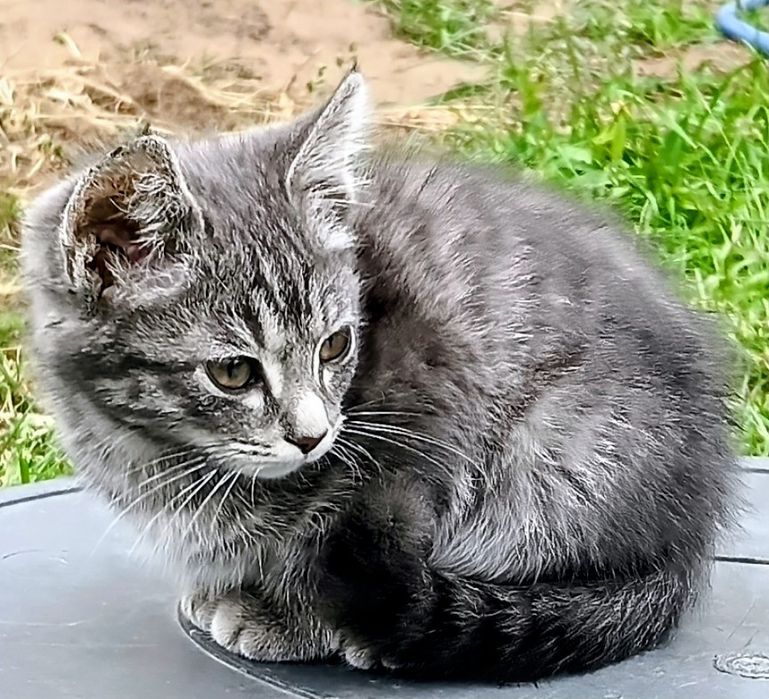 Котёнок подкидыш ищет дом