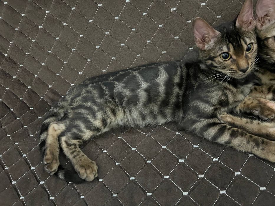 Бенгальский чисто кровный