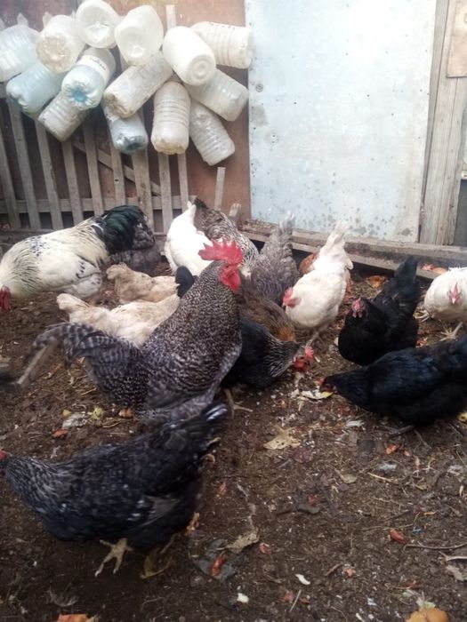 Продам яйца инкубационные куриные