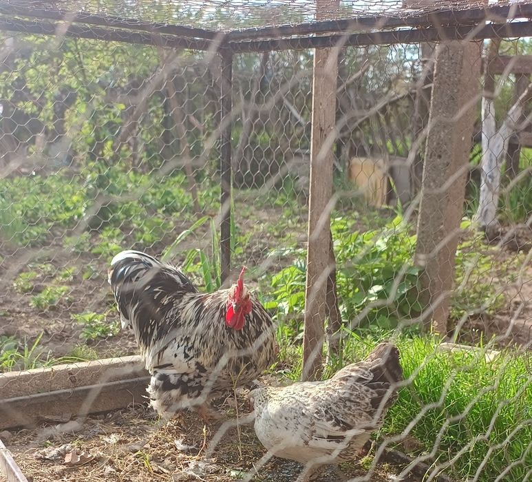 Vând Cocoș și găină