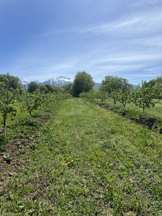 Продам яблоневый сад