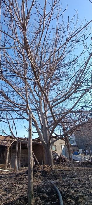 Срочно йонг'ок' дарахти сотилади продам полусухое дерево орех, орешина