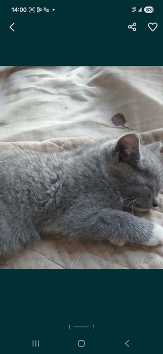 Отдам кошек бесплатно