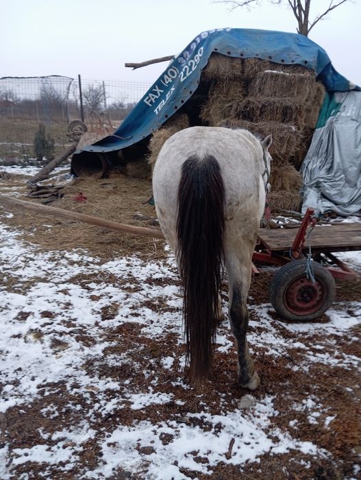 Vând cal  de făcut treabă