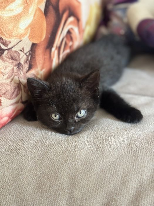Продам котят скоттиш страйт