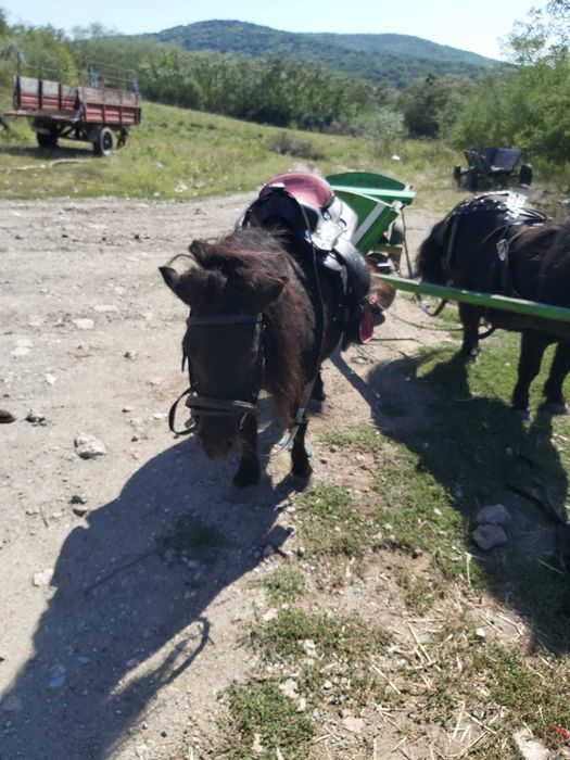 Ponei pereche mascul + femela, caruta, sea, hamuri