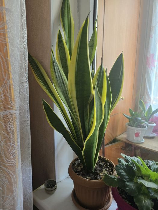 Комнатные растения