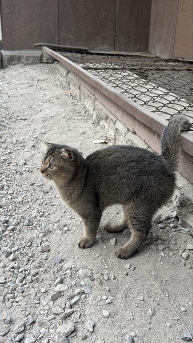 Кошечка  пристраивается