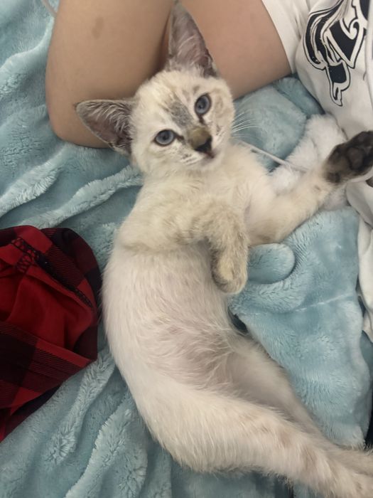 Котенок ищет семью