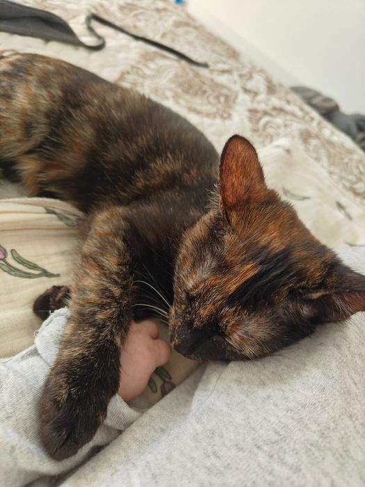 Отдам котенка девочку