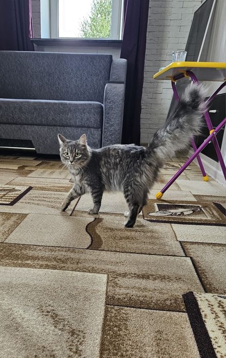 Отдам кошечку в добрые руки