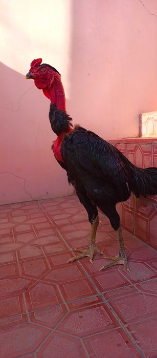 Мадагаскар зот отаси Мадагаскар онаси карис