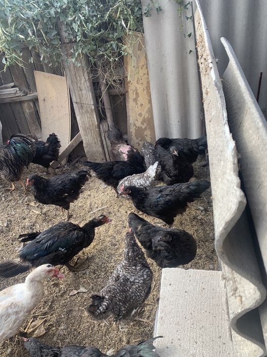Продам домашних курей