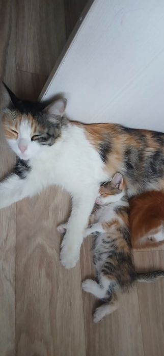 Отдам котёнка девочку в добрые руки