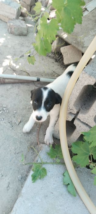Красивые умные щенки