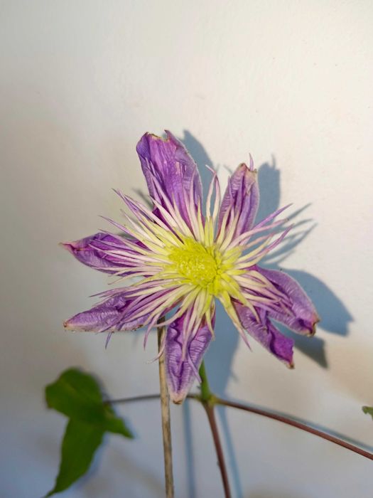 Клематис цветет сорт Crystal Fountain