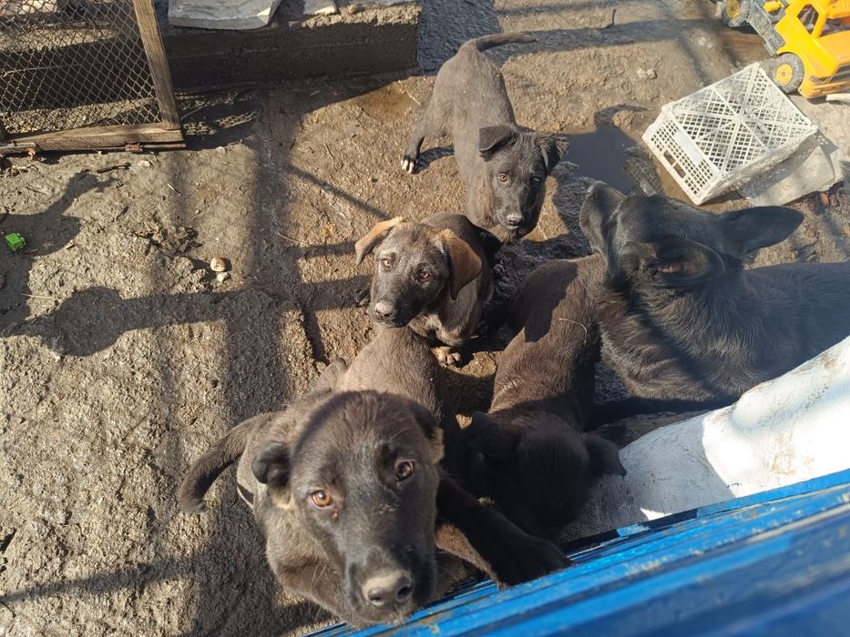 Продаю щенков овчарки