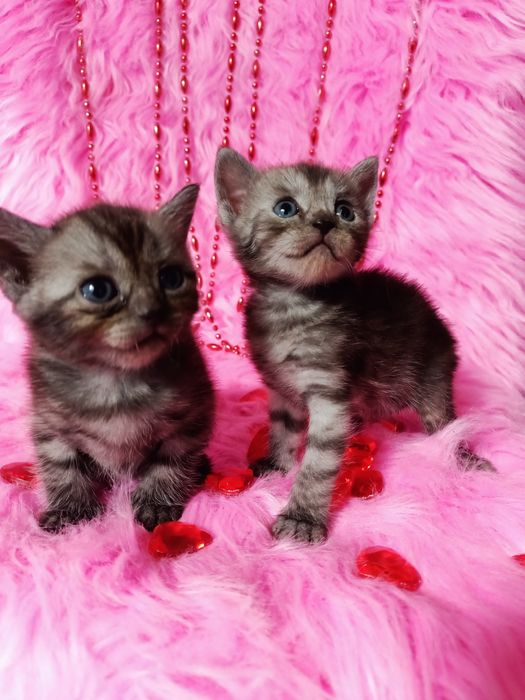 Остались 2 котят девочек шотландка+бенгал