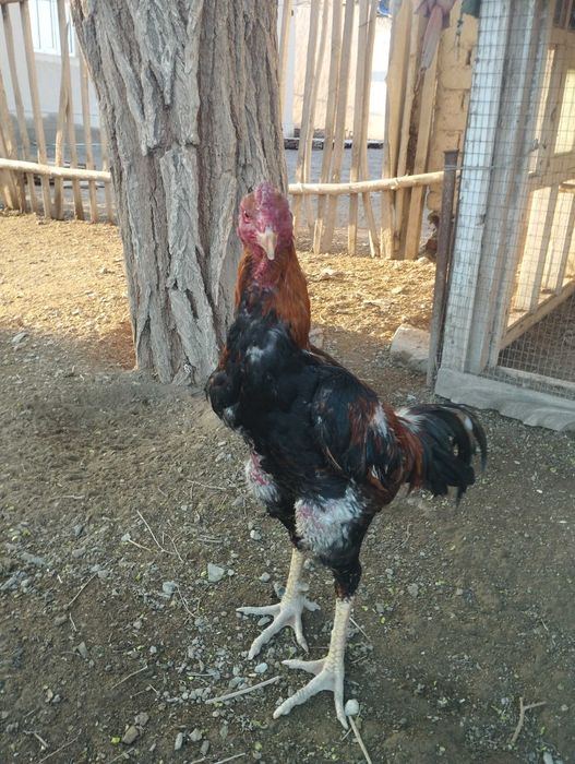 Дакан кораз бойцовый