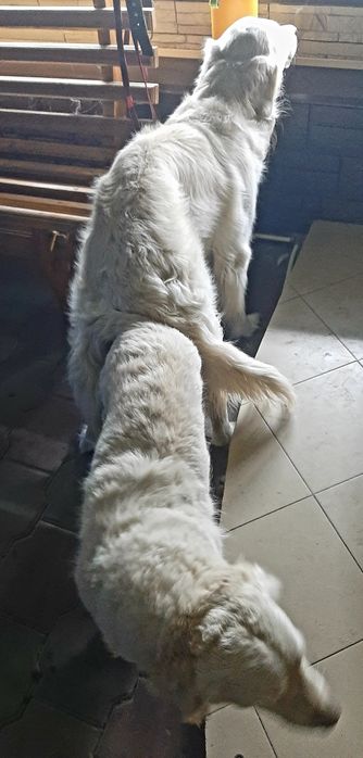 Золотистый ретривер на вязку.