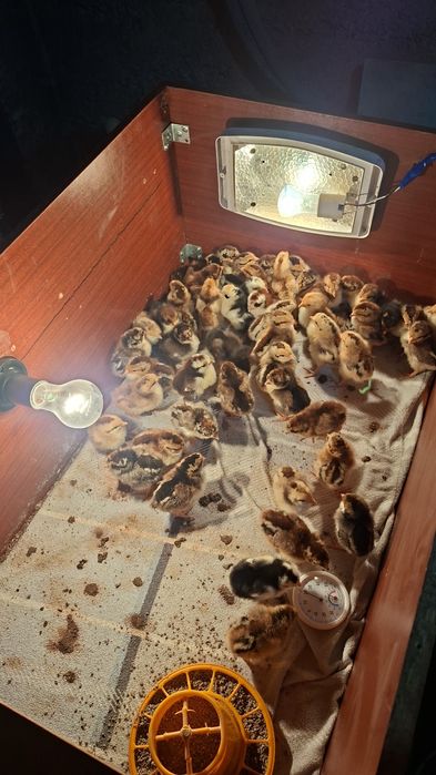 Цыплята Шведская цветочная