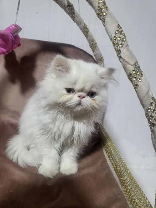 Продается котенок 3 месячный Персидской породы