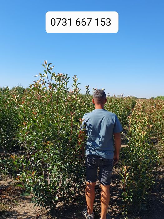 Leylandii chiparos laur englezesc Photinia Red Robin