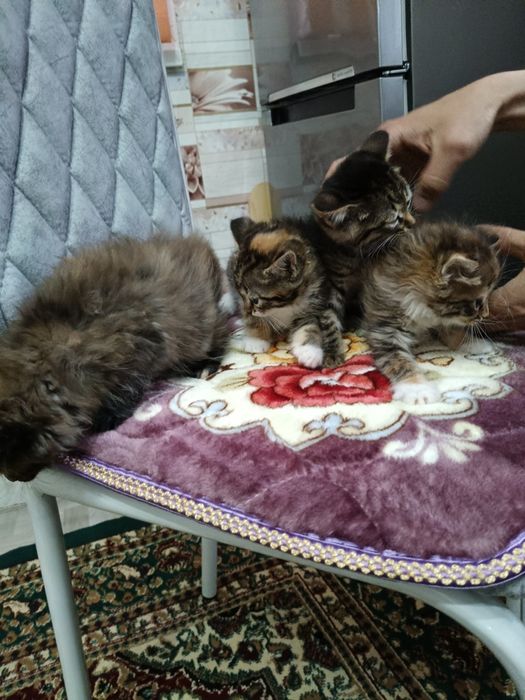 Отдам котят в добрые руки