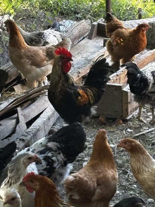 Продам петухов, молодые петушки