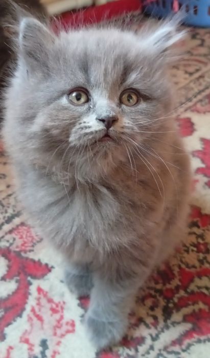Британские котята
