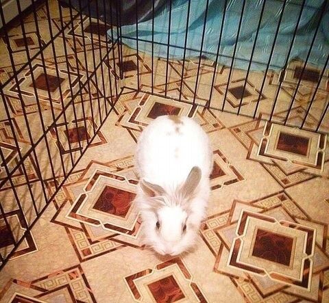 Продам кролика домашнего со сеткой вместе